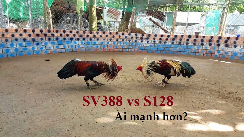 Bồ gà S128 và SV388 có gì khác nhau và giống nhau?